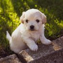 관양동물병원 이미지