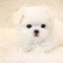 스타일독 이미지