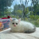 일산고양이분양 라라캣츠 이미지