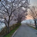 봉동교~신기교 넘어 왕복 10km 벚꽃구경 이미지