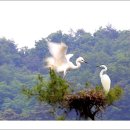 백로서식지 이미지