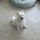 아워퍼피 이미지