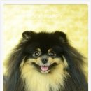 모리펫샵 이미지