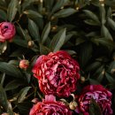 보테니컬 아트 이미지