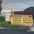 모레골 농장 | 인천 계양구 서울 강서구 복날 식당 추천 :: 아는 사람만 아는 숨겨진 맛집 &#39;오곡농장&#39; 오리 주물럭