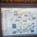 청소년발전소 | 3월 20일 현재 제주 휴애리 유채꽃 후기