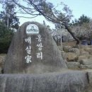 매실농장 이미지