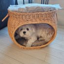 라탄하우스 | 강아지 집 추천, 라탄 쓰다 포기하고 텐트랑 하우스로 바꾼 이유 (실사용 후기)