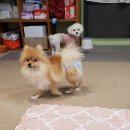 개츠비유치원&호텔 네이버블로그
