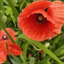 꽃이랑나무랑 이미지