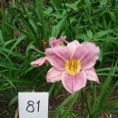 데이릴리(Daylily) 이미지