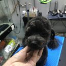 팻키우소 이미지