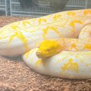 애니멀타임 | 수원메쎄 애니멀포럼 후기