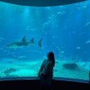 Let‘s go 레고 | 오사카 가이유칸(해유관) 아쿠아리움 수족관 위치 및 당일 현장예매 방문 후기