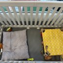 인생댕컷 반려견미용실 이미지