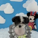 순댕이샵 이미지