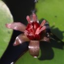 순포습지의 순채꽃 이미지