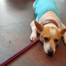 공원옆동물의료센터 이미지