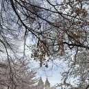 체리파크 | [칸쿤/뉴욕 신혼여행] 뉴욕 4월 센트럴파크 벚꽃 명소 체리힐, 베데스다 테라스 후기