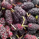 마이산 흑염소 농장 이미지