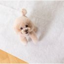 청량리 슬기 동물병원 이미지