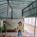 채희농장 이미지