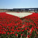 국민건강보험공단 파주지사 | 파주공릉천튤립축제 주차 및 현황