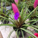 보라꽃화원 이미지