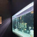 범계 사진관/포토부스: 특별한 사진관 포토랩플러스 라이브러리 물고기네컷 아날로그컷 후기