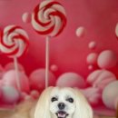 김포24시 힐 동물의료센터 이미지