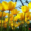 튤립 이미지