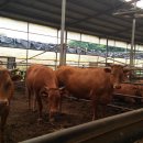 조은한우농장 이미지