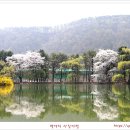 청평 내수면연구소의 [벚꽃축제] 이미지