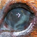 전주동물병원 이미지