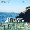 바다의 숲속 이미지