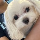 피터펫카페 일산점 이미지