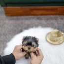 일산 강아지분양 스마트독 이미지