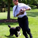 퍼스트독 이미지