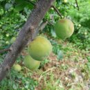 해연농장 이미지