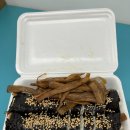 [경주/성동시장] 허영만의 백반기행 우엉김밥 맛집 &#34;보배김밥&#34; + 꽈배기를 곁들인 성동시장 후기