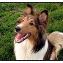 우리집강아지 이미지