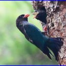 파랑새2 이미지