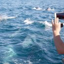 돌고래농장 이미지