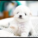 더독스 강아지분양 서울 이미지