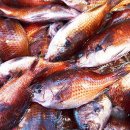 제주물회 이미지