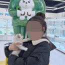 인천강아지분양 테디럽 이미지