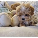 아이러브독 강아지 부천점 이미지