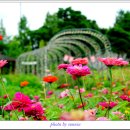 백일홍 - 안산시 단원구 부흥로 235 | 백일홍