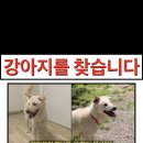 😭실종 진돗개 ‘해동이’를 찾습니다! 이미지