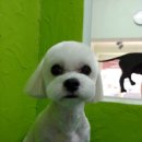 고로고로펫 이미지